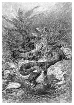 Snake : eating a Frog - Serpent dévorant une Grenouille
