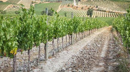 Fototapeta na wymiar Winnica w dziedzinie produkcji Vino Nobile