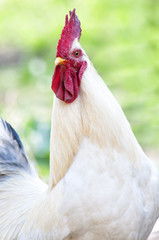 cock face