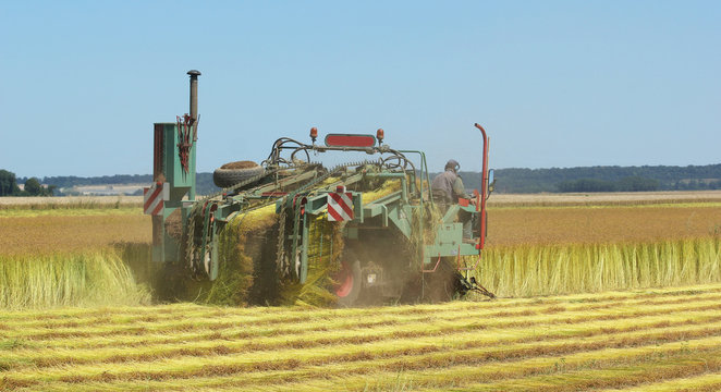 Arrachage du lin-6548