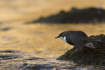 Cincle plongeur (cinclus cinclus) oiseau des rivières