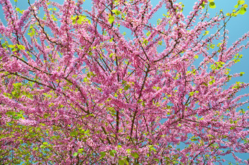Fototapeta na wymiar redbud różowe małe wiosenne kwiaty na tle i błękitne niebo