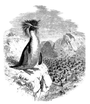 Macaroni Penguin -  Gorfou
