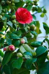 camelia in primavera
