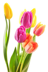 Bouquet of tulips on white background. Tulipa