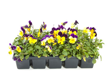 Violets in bloom