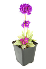 Pink purple primula