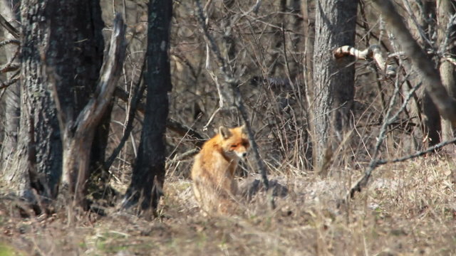 Red fox in the wildlife (Vulpes vulpes)