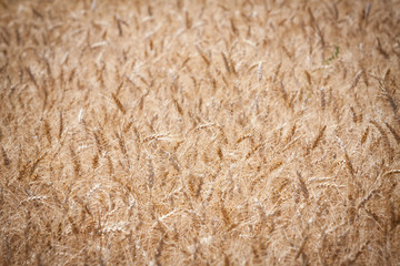 Close up of a wheat field