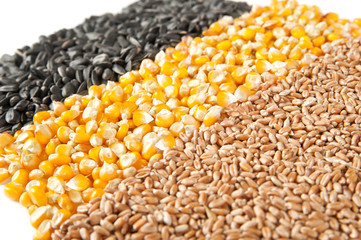 Mix corn, wheat, sunflower seeds on a white background
