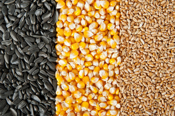 Mix corn, wheat, sunflower seeds