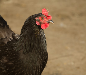 Portrait chicken