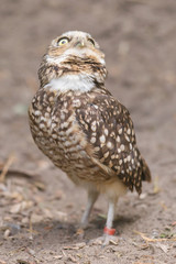Burrowing owl (Athene cunicularia) in captivity