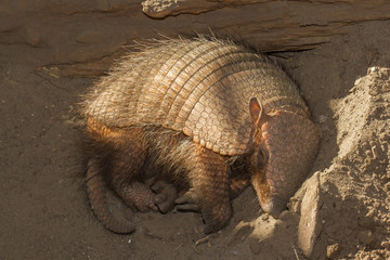 Sleeping armadillo (Chaetophractus villosus)