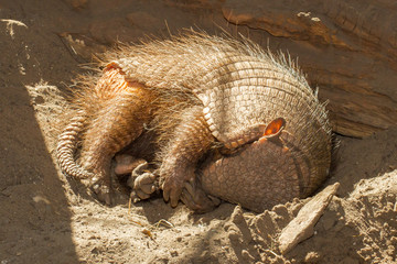 Sleeping armadillo (Chaetophractus villosus)