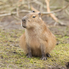 Naklejka na ściany i meble Kapibara (Hydrochoerus hydrochaeris)
