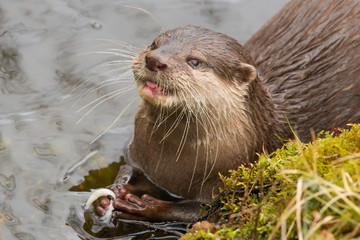 Close-up of an otter eating fish