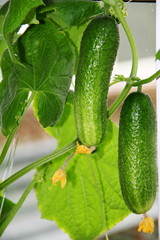 Growing cucumbers