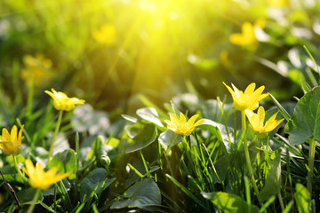 tender sunny yellow spring flowers - 51801822