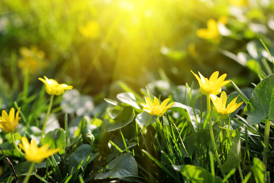 Tender Sunny Yellow Spring Flowers
