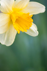narcissus flower - 51802218