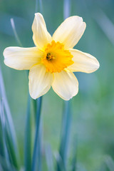 Yellow narcissus