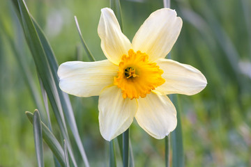lone daffodil
