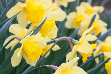 Fototapeta premium daffodils