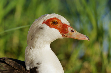 close up of red nad white head of duck