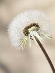 dandelion