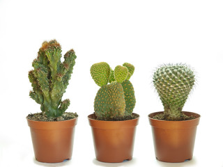 three potted cactus