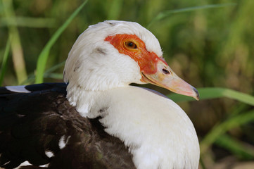 close up of red white head of duck