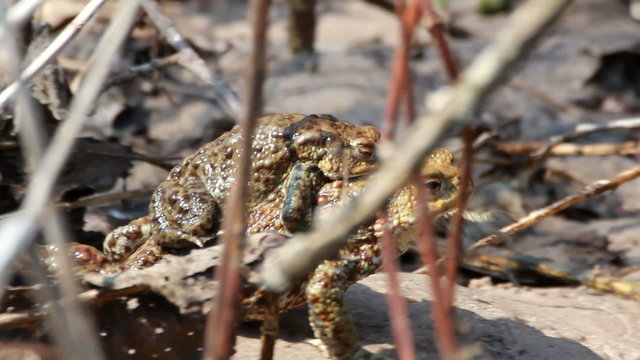 Couple Of mating Toads in spring season