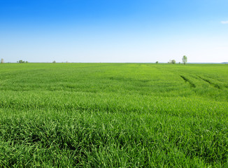 Fototapeta premium wheat field
