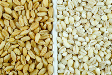 Grains of wheat with Barley background..