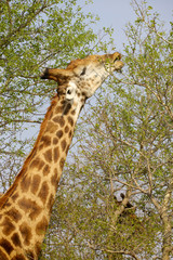 Giraffe Feeding