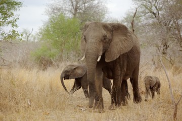 Elephant with Calves