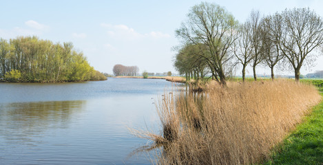 Idyllic Dutch landscape in springtime