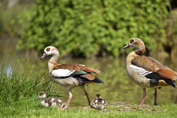 Egyptian Geese and chicks