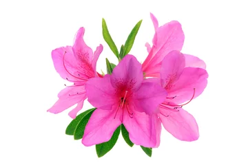 Deurstickers Azalea Azalea bloem