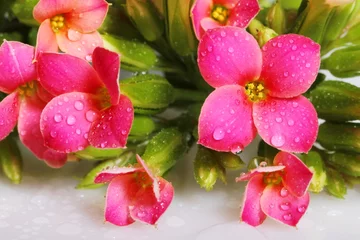 Foto auf Acrylglas Wassertropfen auf Kalanchoe-Knospen und -Blumen © ematon