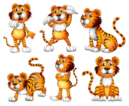 Six positions of a tiger