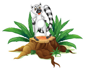 A trunk with a lemur © GraphicsRF