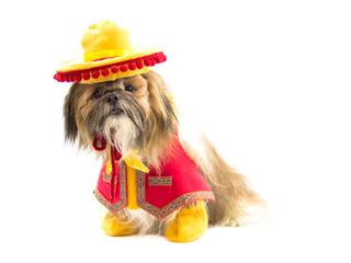 Gaucho Dog