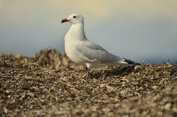 Gaviota de Audouin sobre manto de posidonia seca