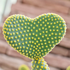 Heart shaped cactus (Opuntia rufida engelm)