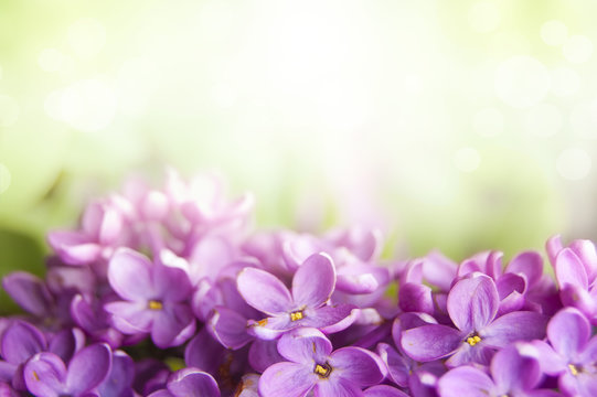 Spring lilac flower background