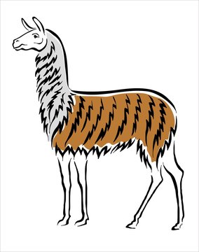 llama