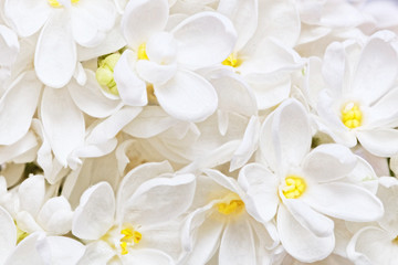 Beau lilas blanc. Macro.