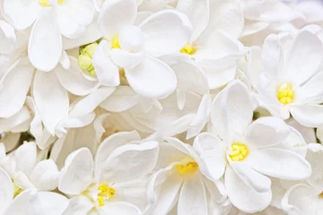 Tuinposter Mooie witte lila. Macrofoto. © BRIAN_KINNEY